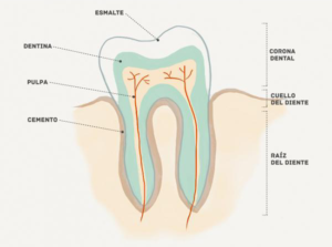 ¿Qué es la displasia dentinaria? Causas y tratamiento dental.